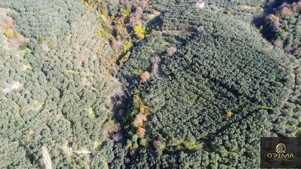 Opima Emlaktan Ocaklarda Yatırımlık Zeytinlik - Görsel 8