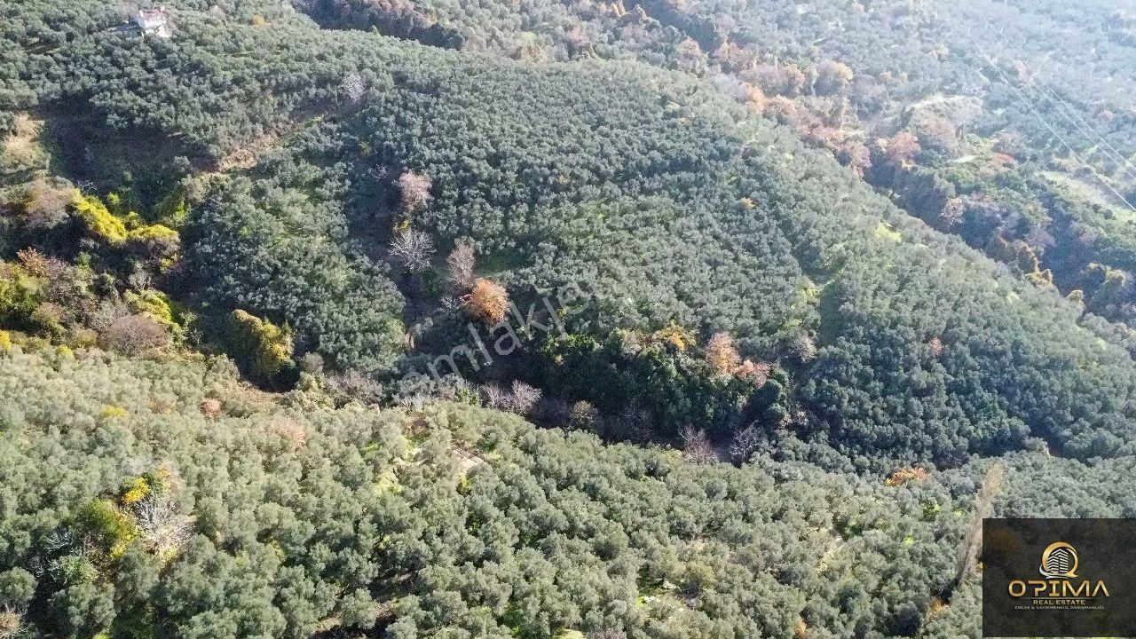 Opima Emlaktan Ocaklarda Yatırımlık Zeytinlik