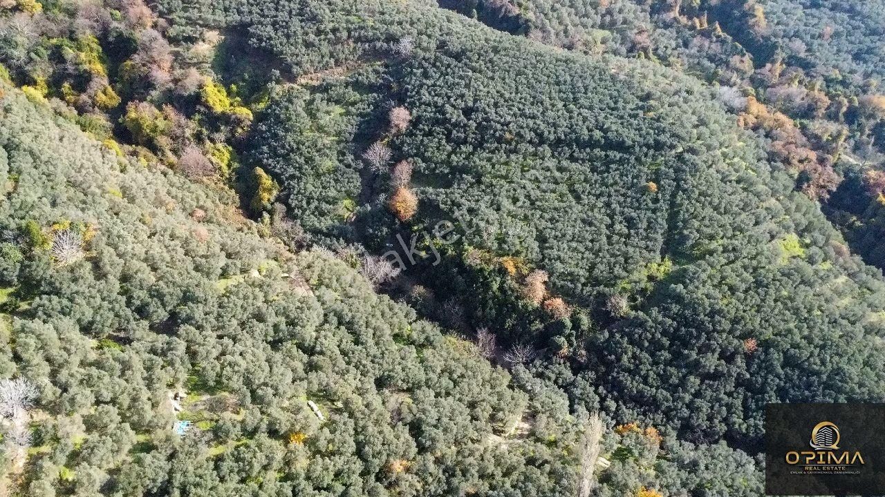 Opima Emlaktan Ocaklarda Yatırımlık Zeytinlik - Görsel 4