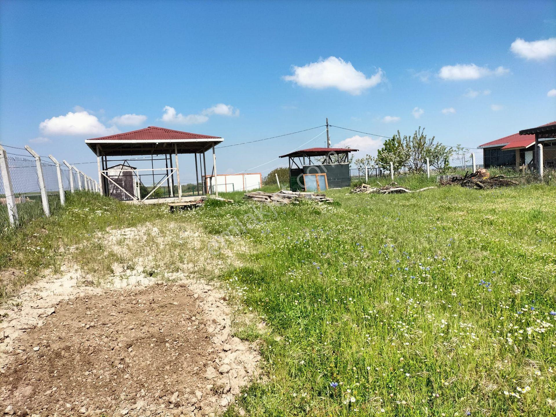 Çorlu-şahpazda Satılık Tek Tapulu Bağ-bahçe - Görsel 3