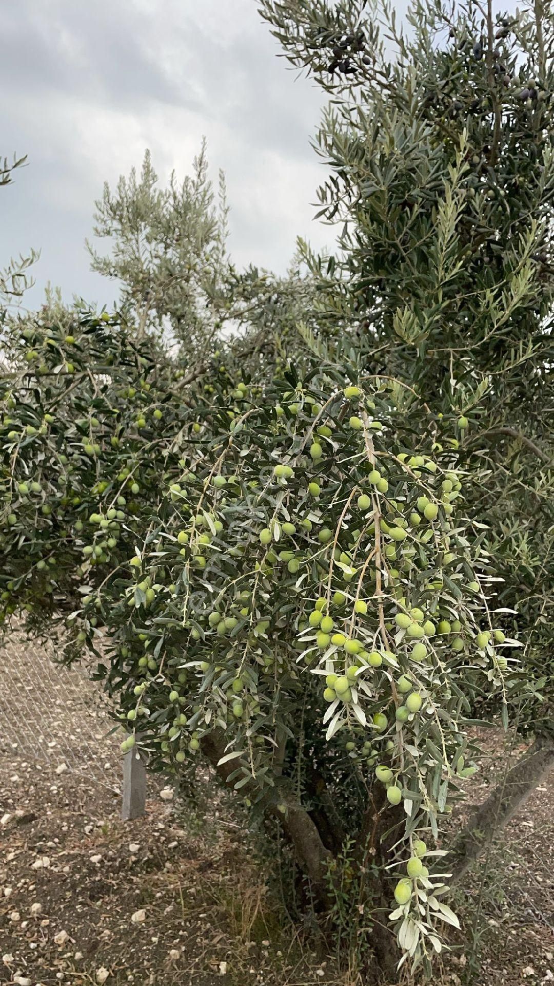 Sahibinde Satilik Zeytinlik