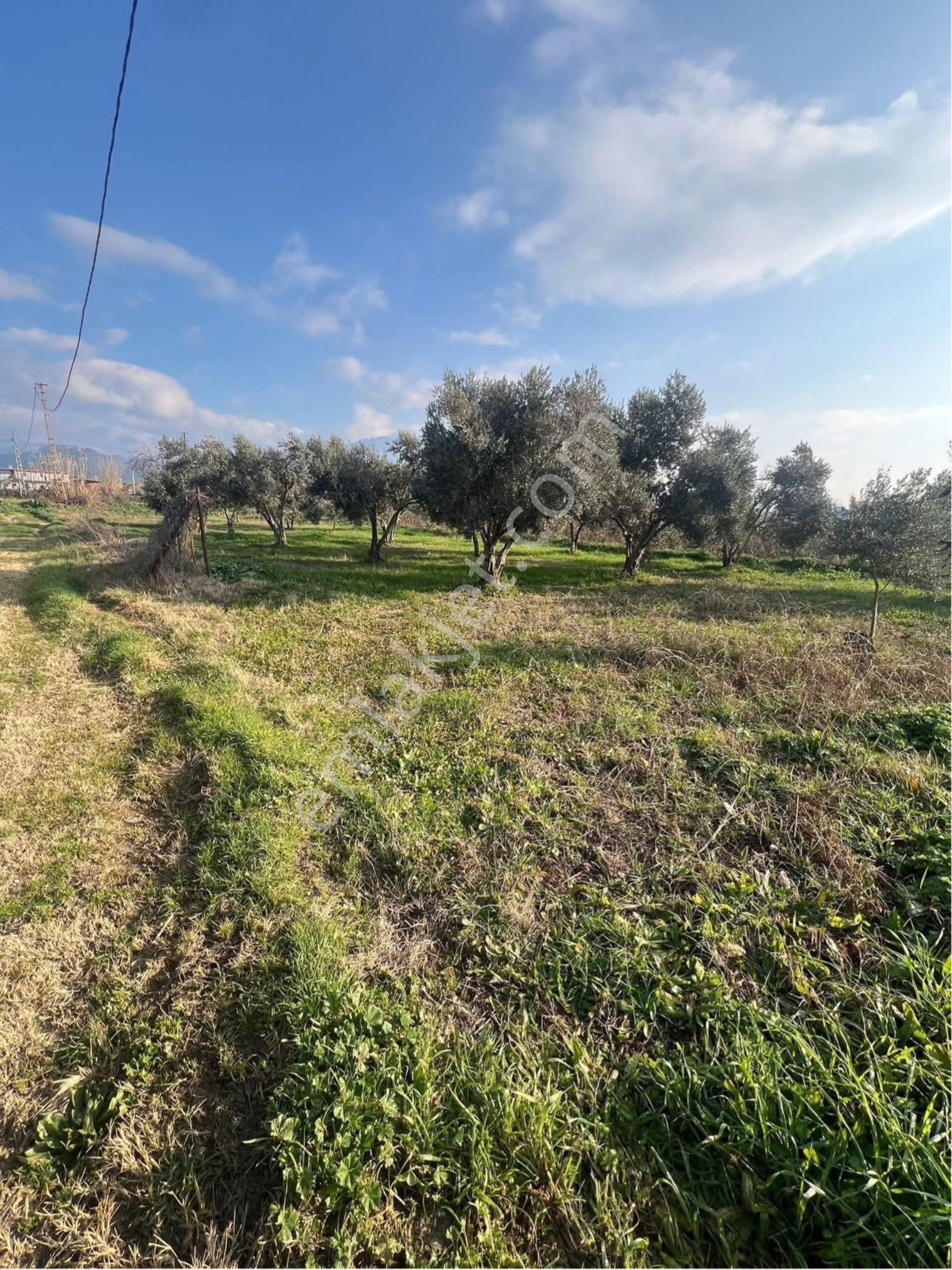 Aydın / Nazilli – Durasıllı 🛣️ Devlet Karayoluna Sıfır Cepheli - Görsel 8