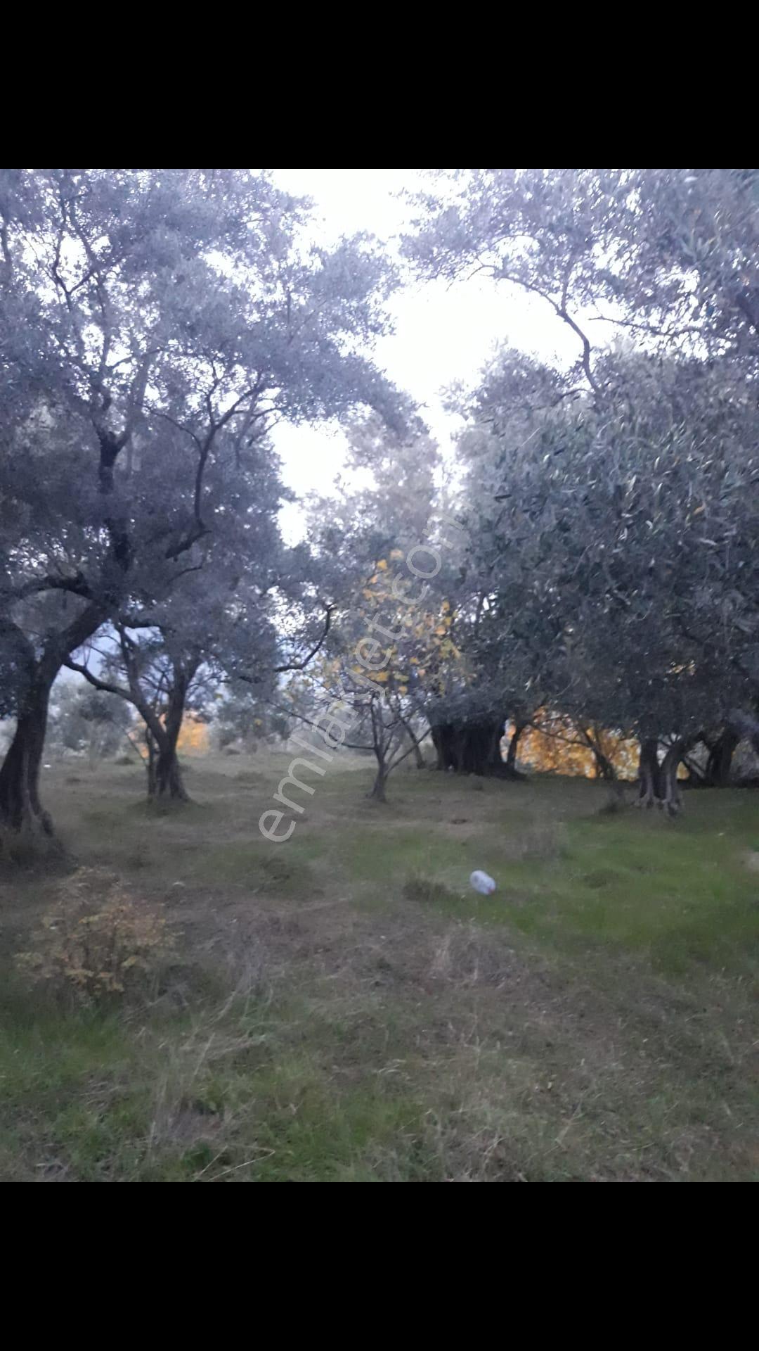 Denizli Kale Karagöl Mevkiinde Satılık Zeytinlk - Görsel 2
