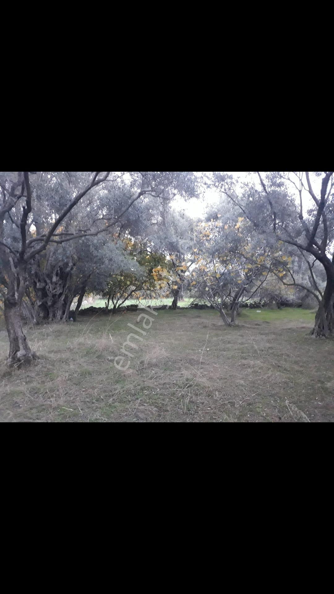 Denizli Kale Karagöl Mevkiinde Satılık Zeytinlk - Görsel 5