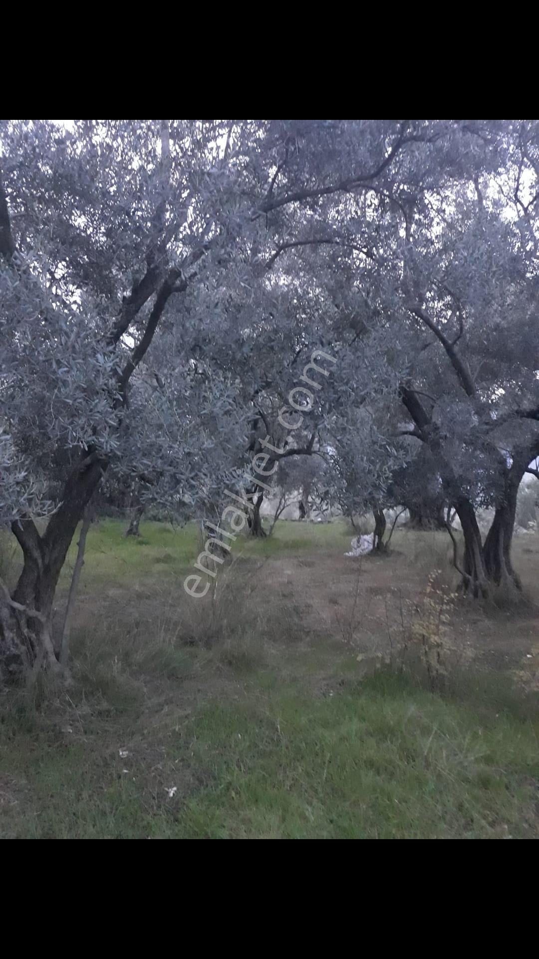 Denizli Kale Karagöl Mevkiinde Satılık Zeytinlk