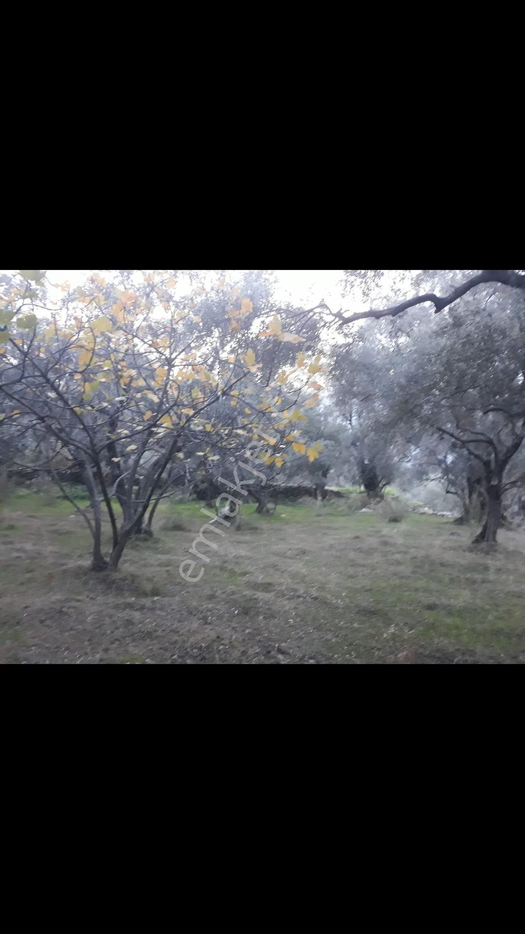 Denizli Kale Karagöl Mevkiinde Satılık Zeytinlk - Görsel 8