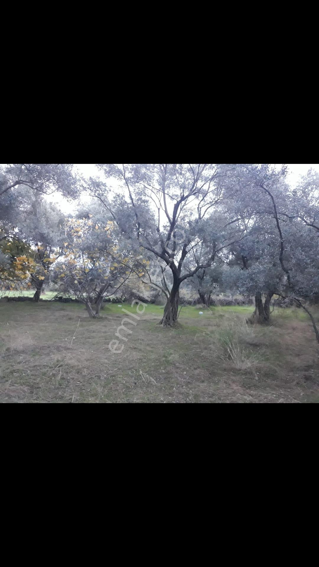 Denizli Kale Karagöl Mevkiinde Satılık Zeytinlk - Görsel 6