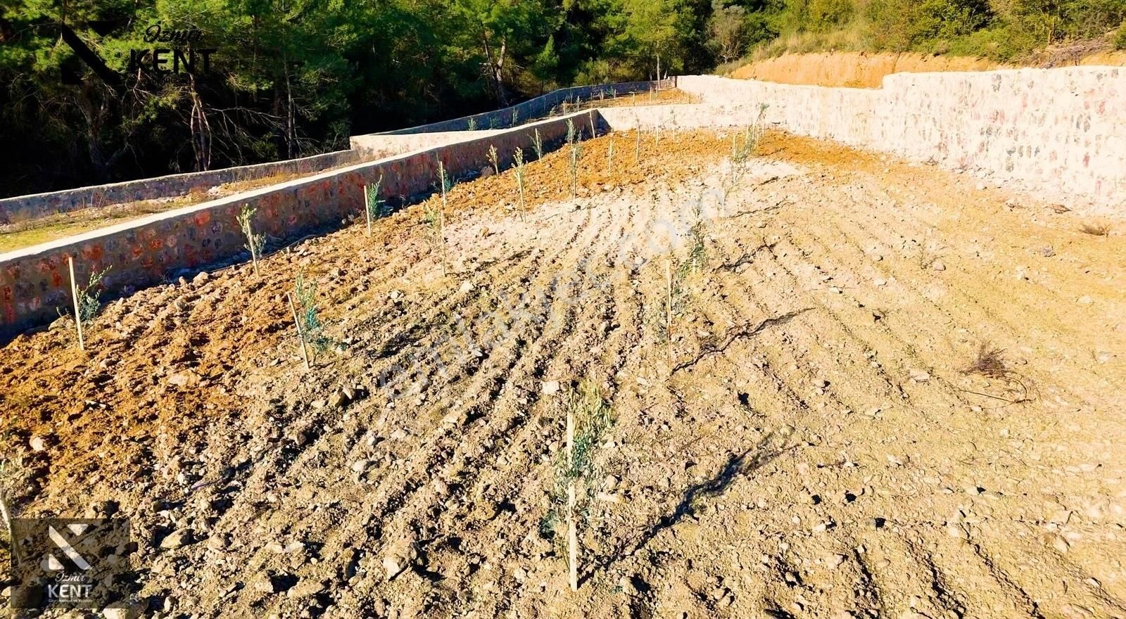 Kemalpaşa Kuyucak Satılık Bahçe 1.070 M2 - Görsel 19