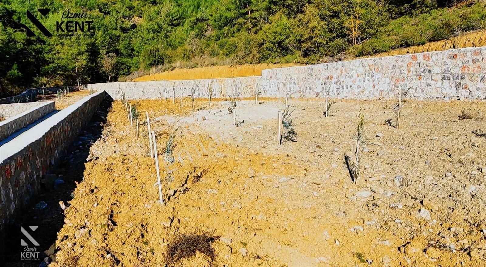 Kemalpaşa Kuyucak Satılık Bahçe 1.070 M2 - Görsel 24