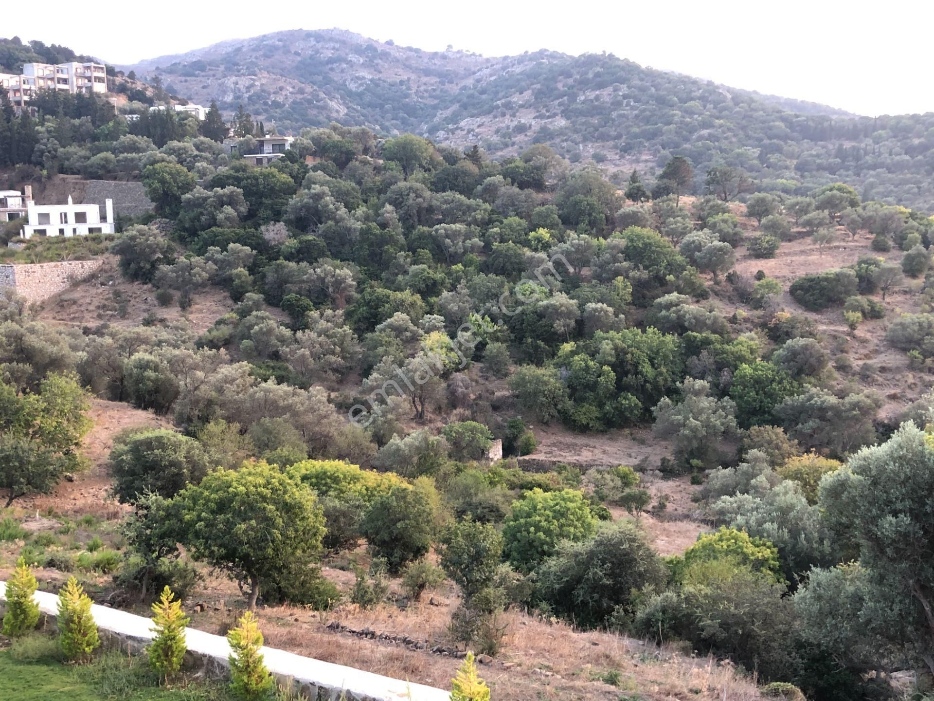 Bodrumda Sessiz Sakin Huzurlu Yaşamın Olduğu Kızılağaçta Fırsat