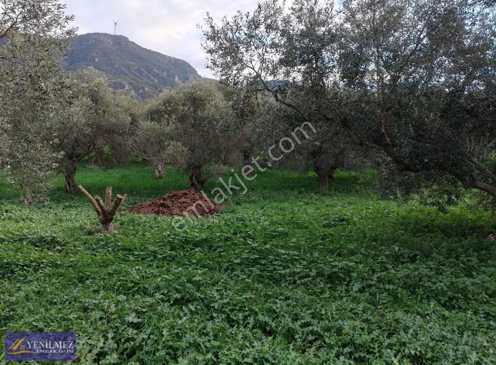 Tire Üzümler Mh Satılık