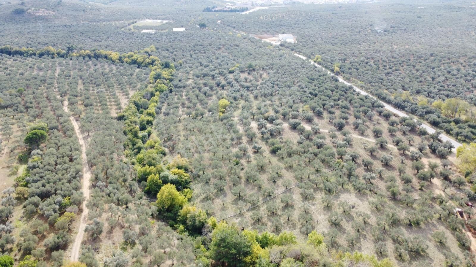 ▀▄mera Emlaktan Tuzcumurat Mah. Dereye Cephe Emsalsiz Zeytinlik - Görsel 19