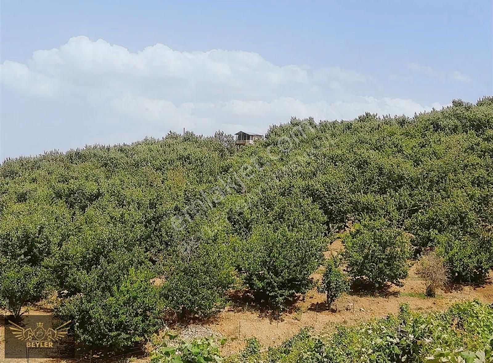 Konya Hadim Bademli'de Satılık 14.000m2 Bahçe - Görsel 6