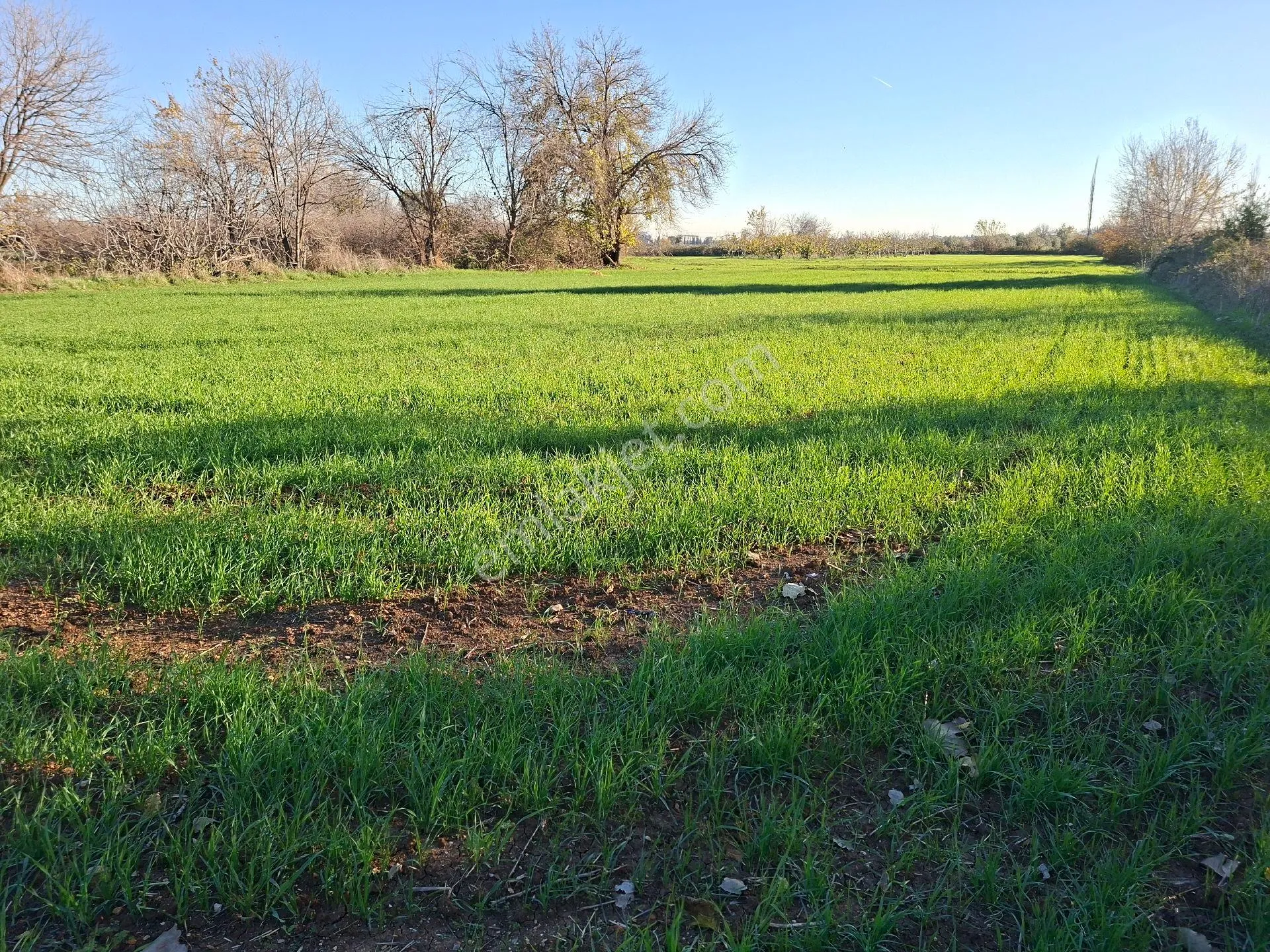 Acil Satılık Müstakil Tapulu Tarla - Görsel 13