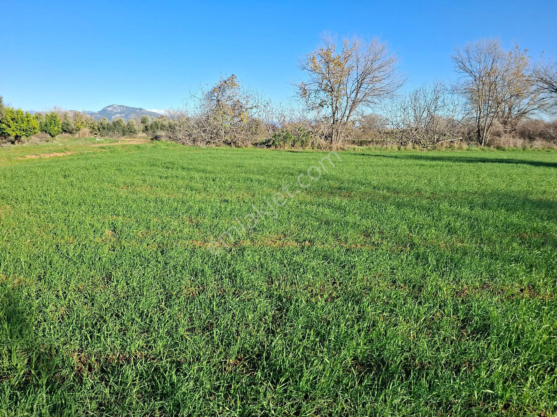 Acil Satılık Müstakil Tapulu Tarla - Görsel 16