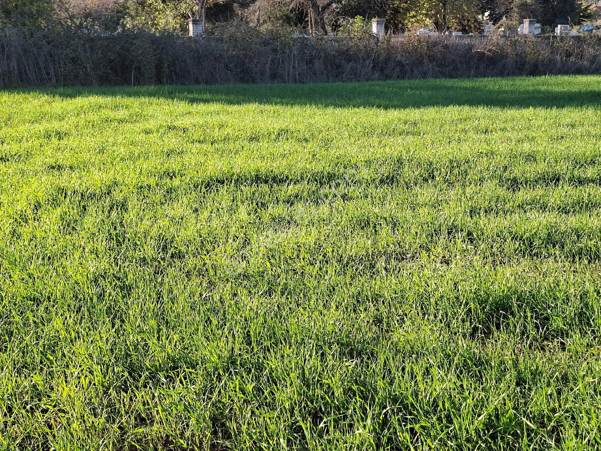 Acil Satılık Müstakil Tapulu Tarla - Görsel 3