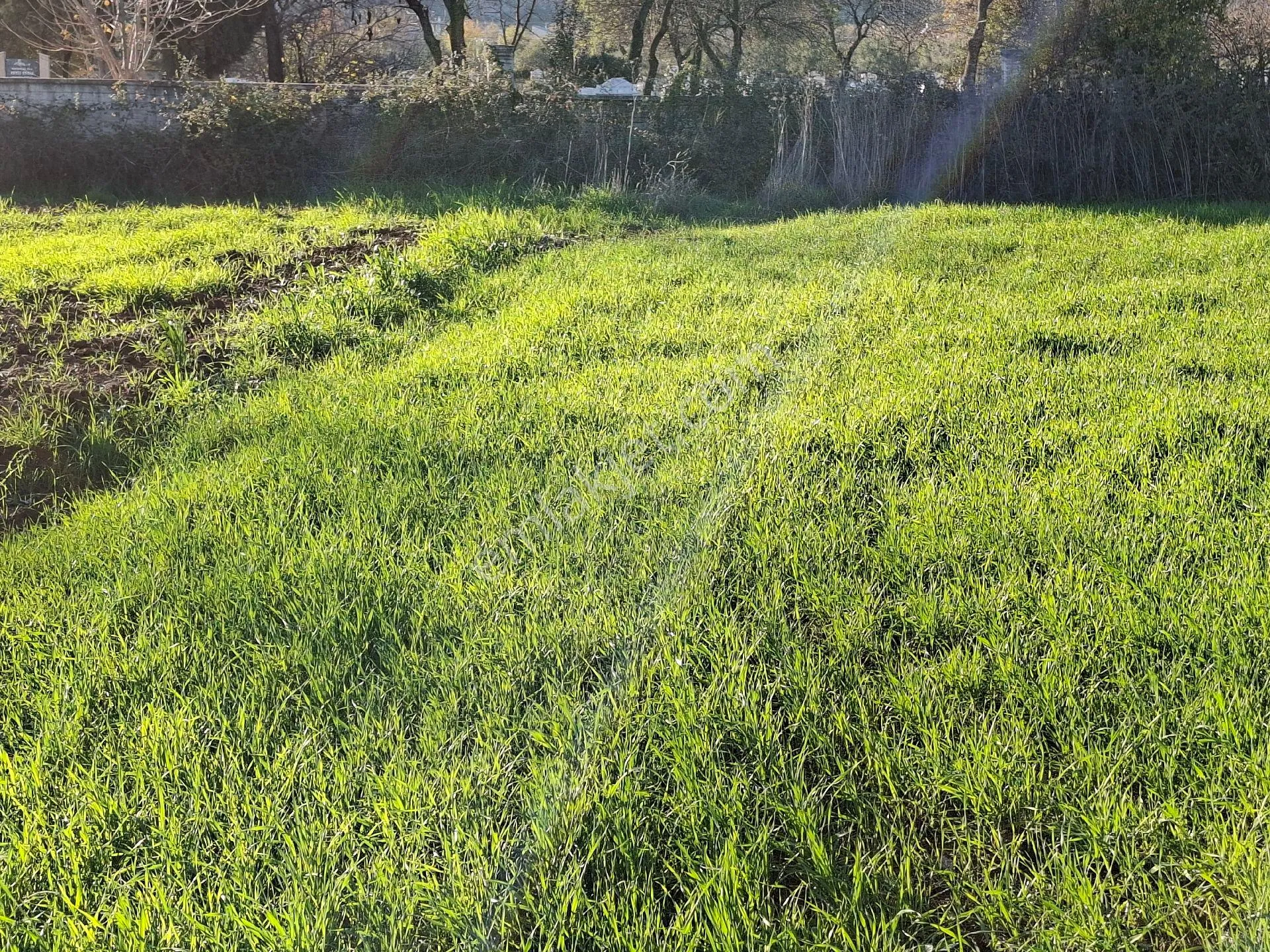 Acil Satılık Müstakil Tapulu Tarla