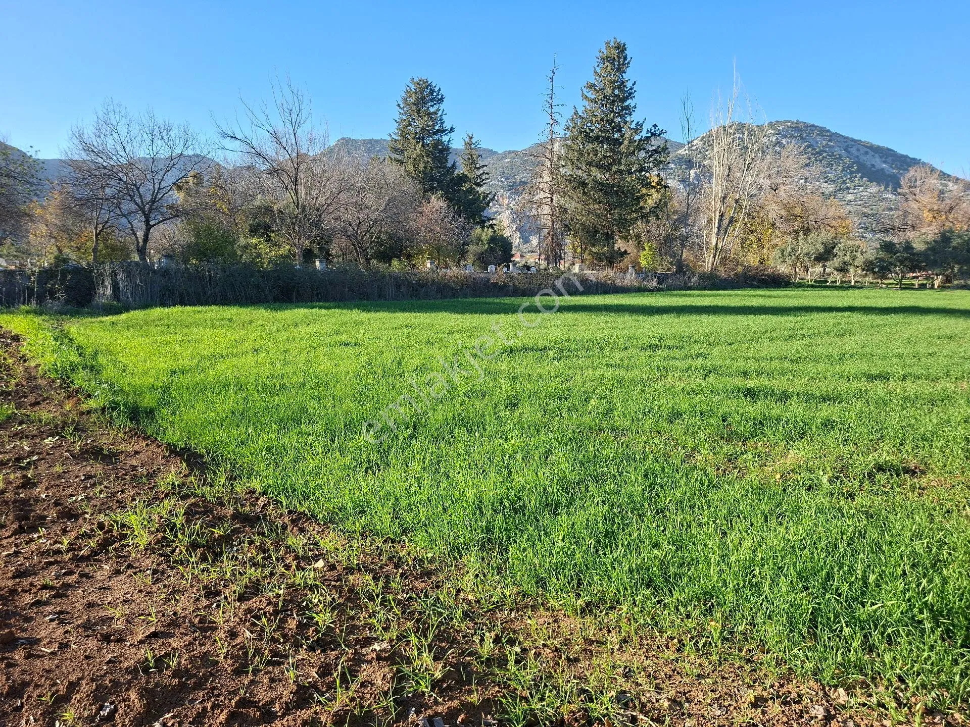 Acil Satılık Müstakil Tapulu Tarla - Görsel 6