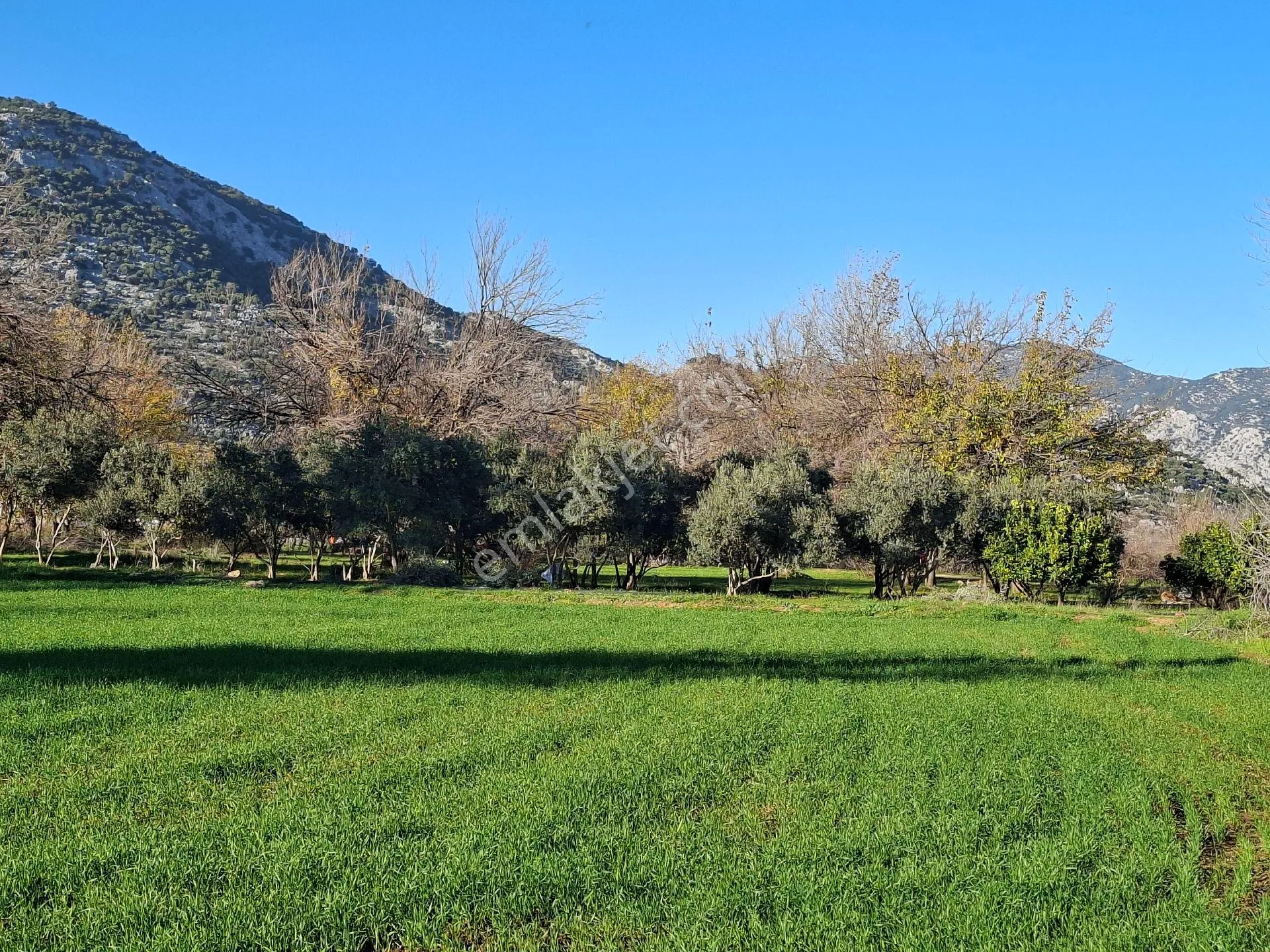 Acil Satılık Müstakil Tapulu Tarla - Görsel 2