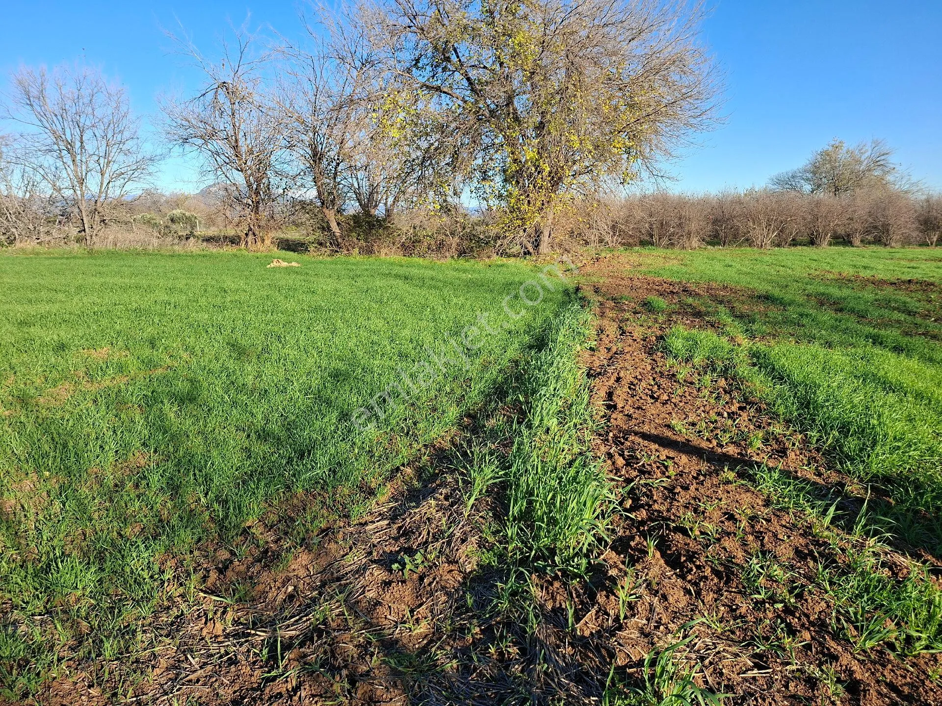 Acil Satılık Müstakil Tapulu Tarla - Görsel 14