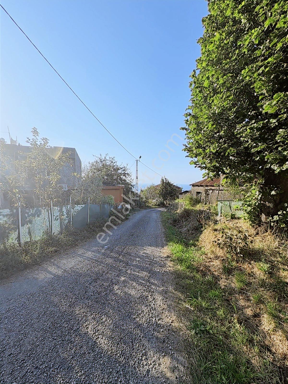 Giresun Görele Karaburunda Ev Ve Fındık Bahçesi - Görsel 5