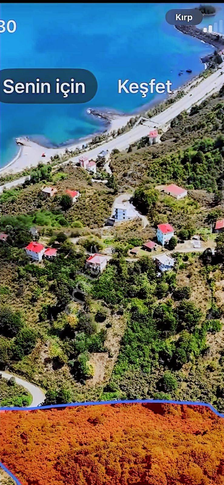 Giresun Görele Karaburunda Ev Ve Fındık Bahçesi - Görsel 14