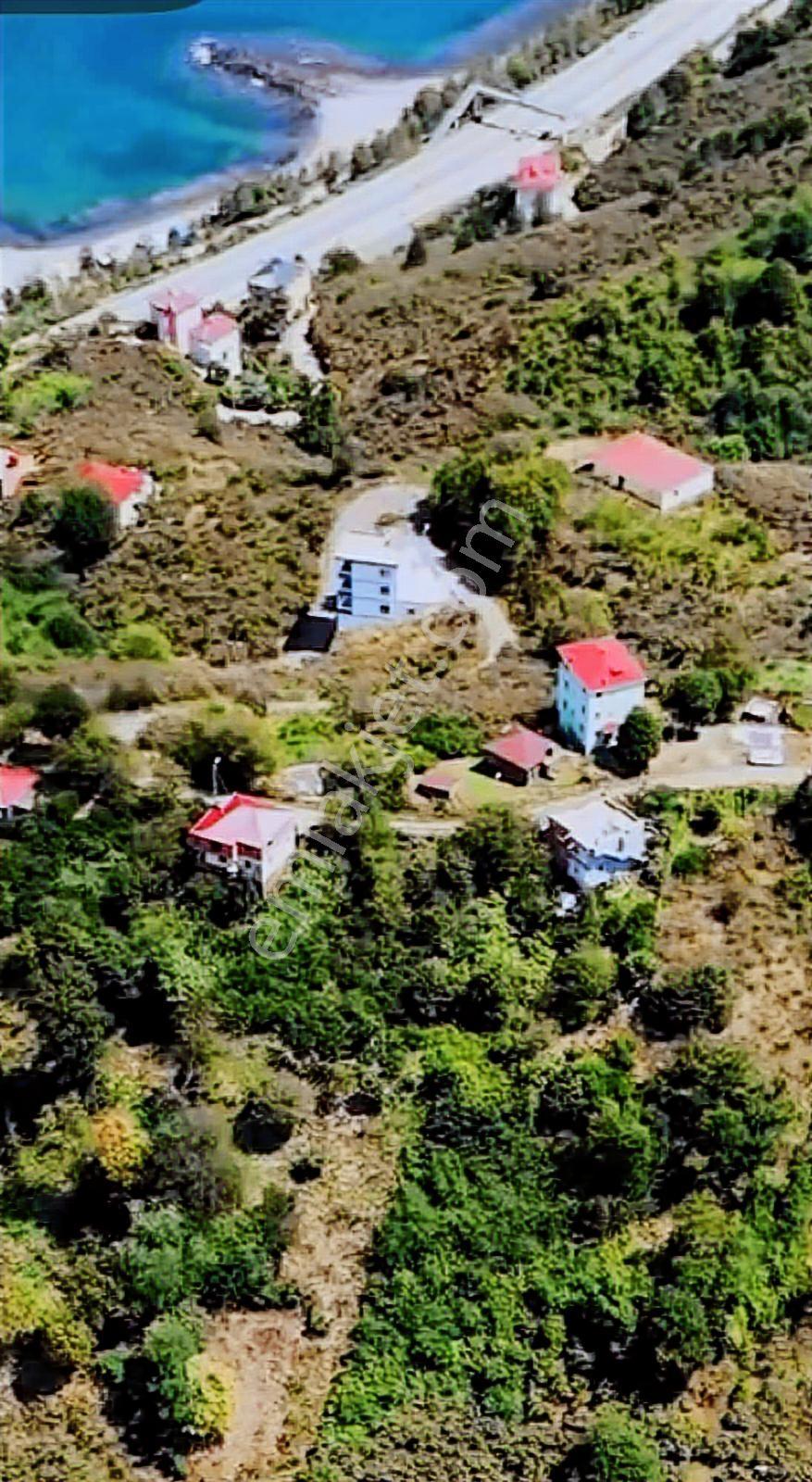 Giresun Görele Karaburunda Ev Ve Fındık Bahçesi - Görsel 13