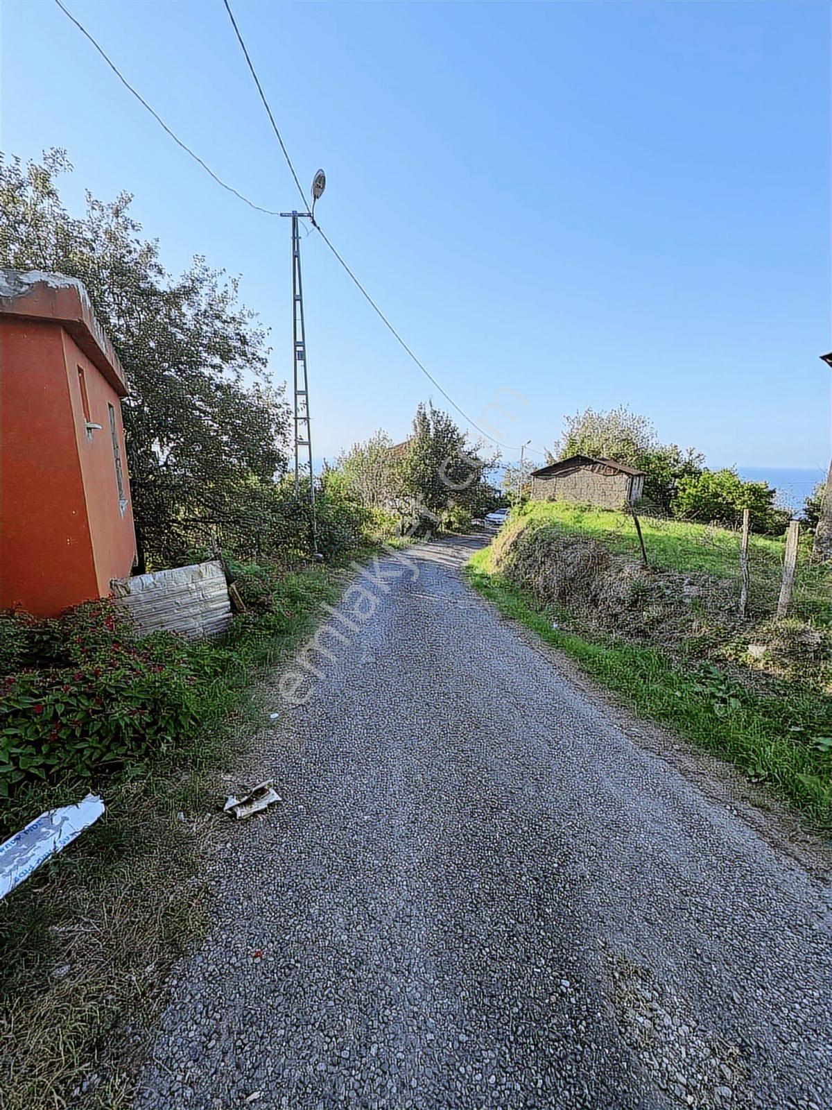 Giresun Görele Karaburunda Ev Ve Fındık Bahçesi - Görsel 7