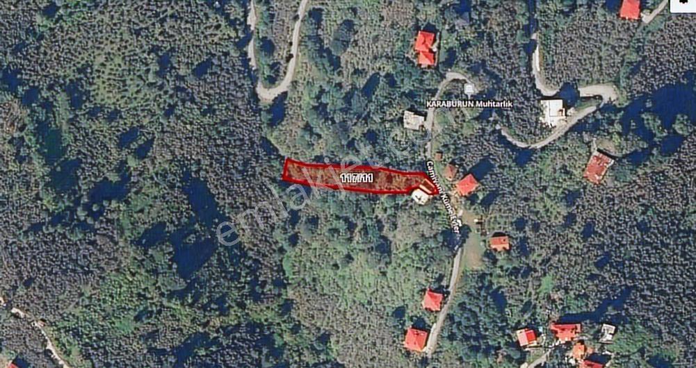 Giresun Görele Karaburunda Ev Ve Fındık Bahçesi - Görsel 10