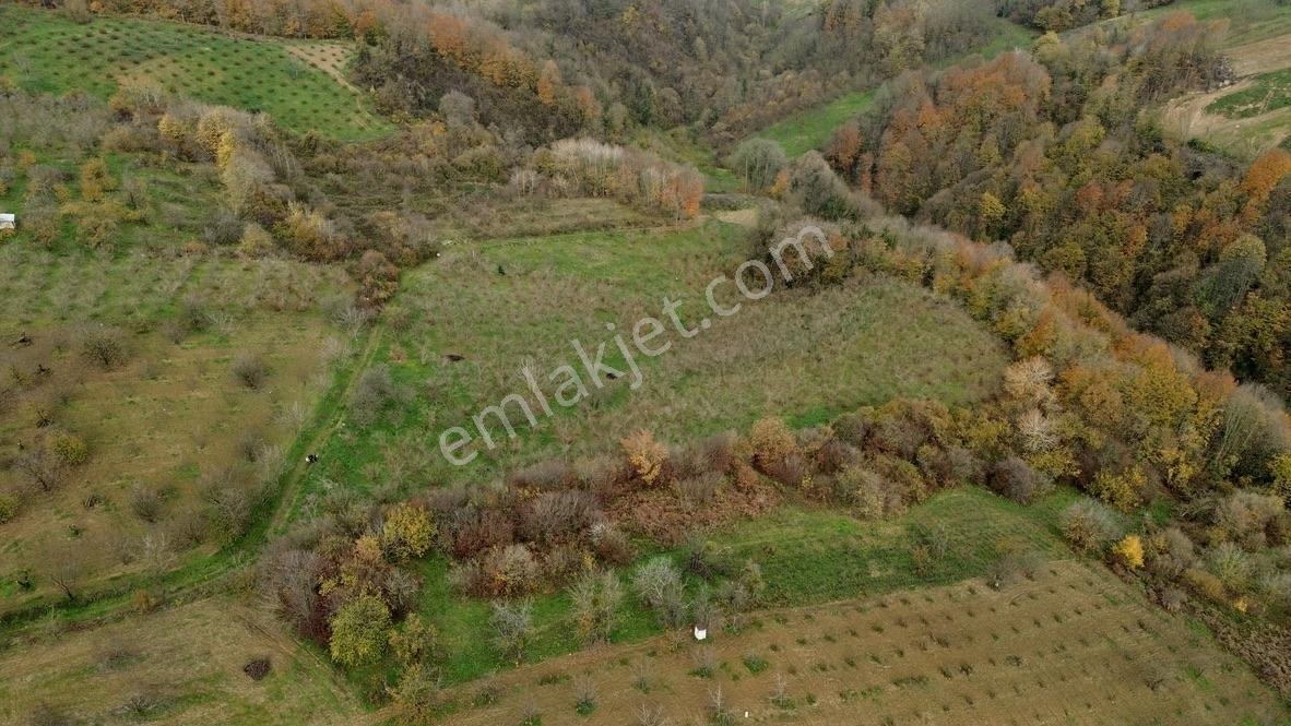 Re/max True'dan Avluburun Köyünde 600 Ocaklık Fındık Bahçesı - Görsel 24