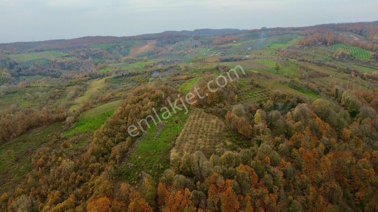 Re/max True'dan Avluburun Köyünde 600 Ocaklık Fındık Bahçesı - Görsel 33