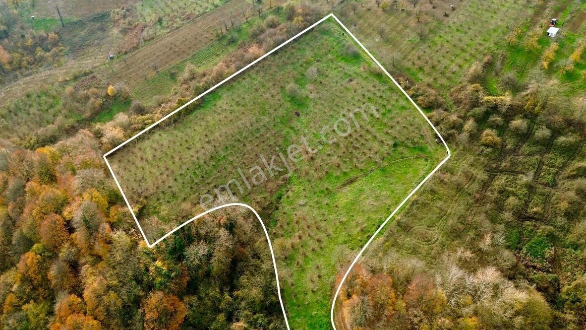 Re/max True'dan Avluburun Köyünde 600 Ocaklık Fındık Bahçesı - Görsel 26