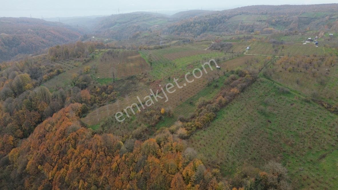 Re/max True'dan Avluburun Köyünde 600 Ocaklık Fındık Bahçesı - Görsel 8