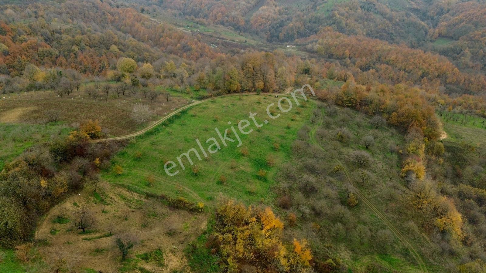Re/max True'dan Avluburun Köyünde 600 Ocaklık Fındık Bahçesı - Görsel 3