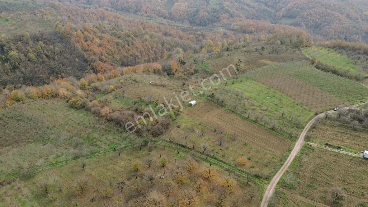 Re/max True'dan Avluburun Köyünde 600 Ocaklık Fındık Bahçesı - Görsel 14