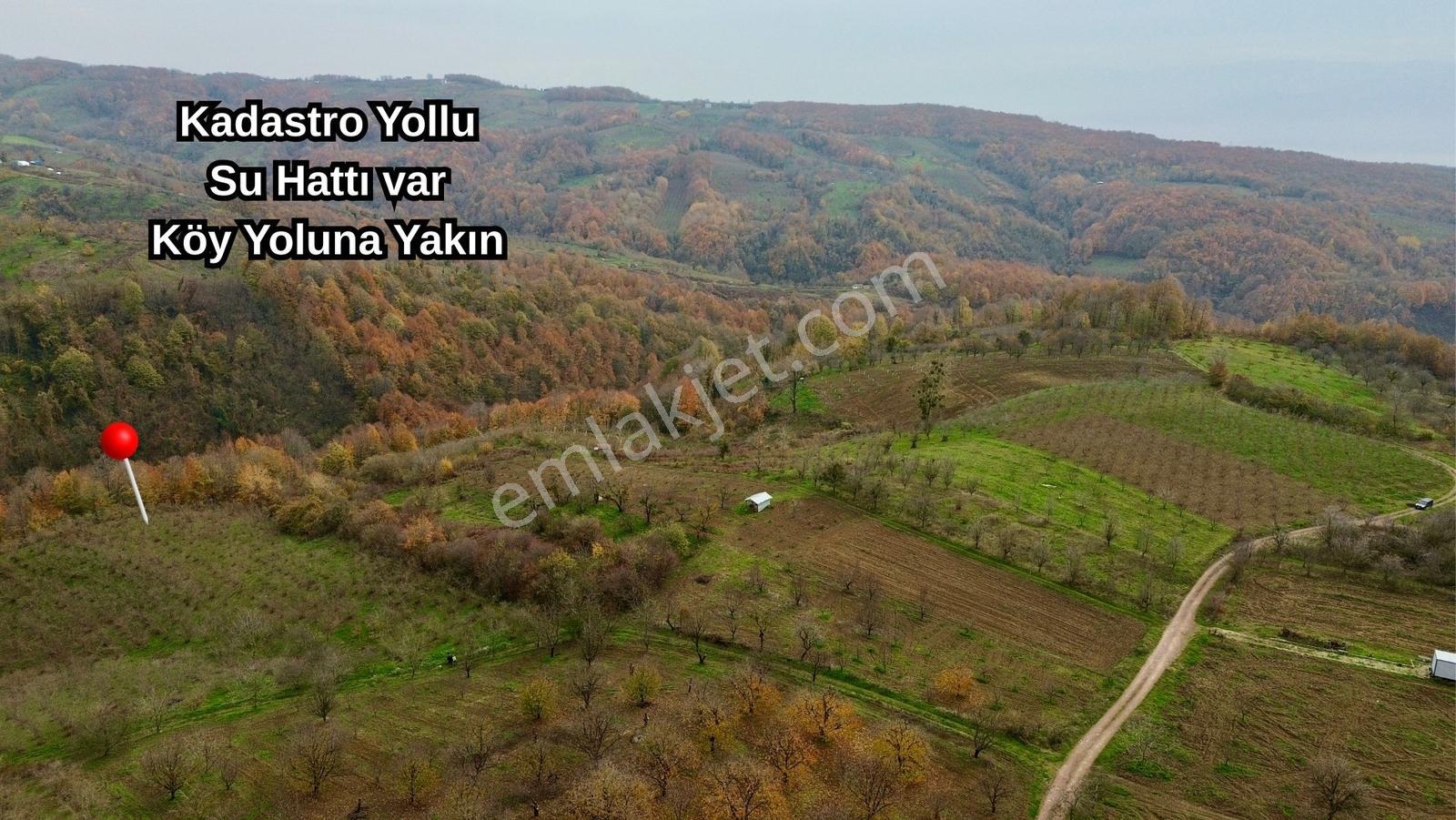 Re/max True'dan Avluburun Köyünde 600 Ocaklık Fındık Bahçesı - Görsel 6