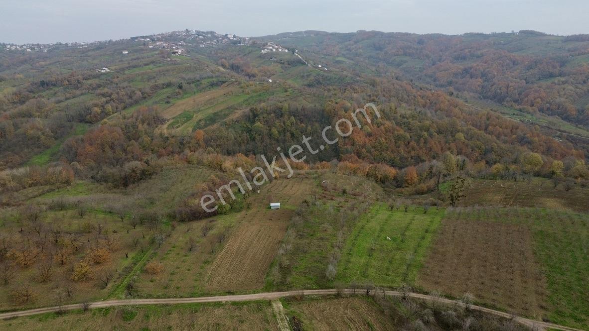 Re/max True'dan Avluburun Köyünde 600 Ocaklık Fındık Bahçesı - Görsel 32