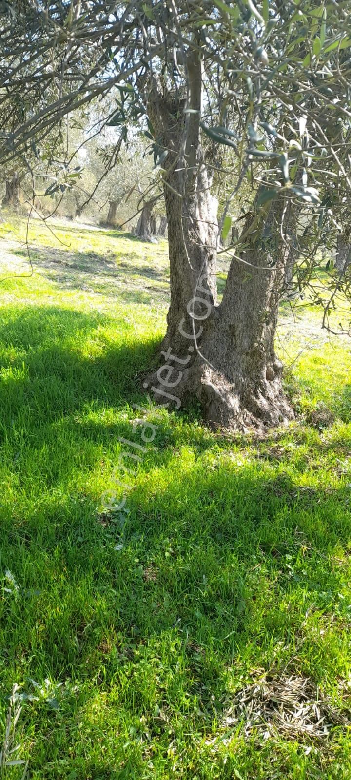 Havran Kocadağ Da Sahibinden Satılık - Görsel 8