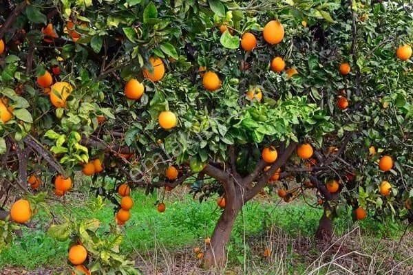 Fırsat Hobi Bahçesi Satılıktır