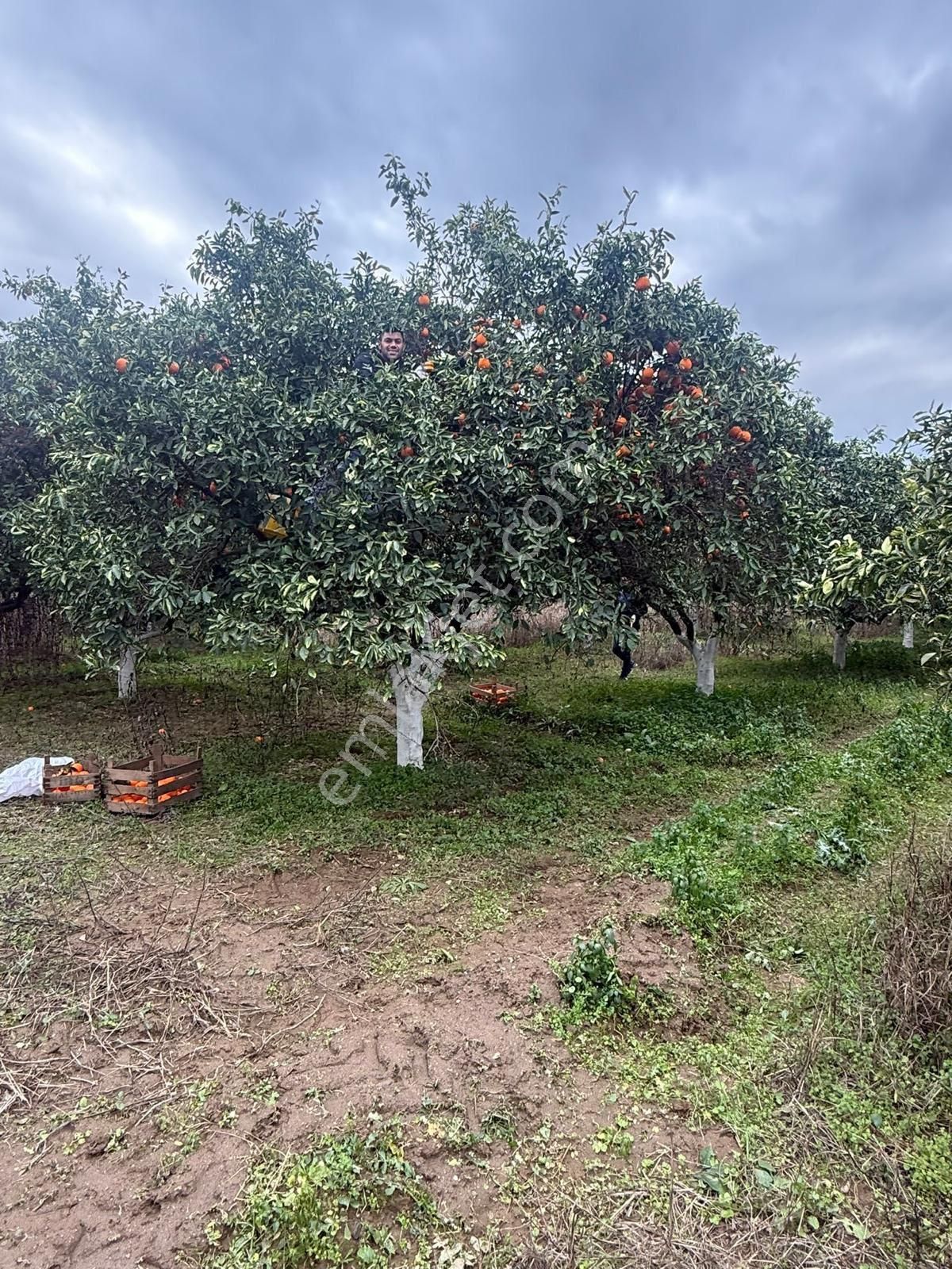 Fırsat Hobi Bahçesi Satılıktır - Görsel 2