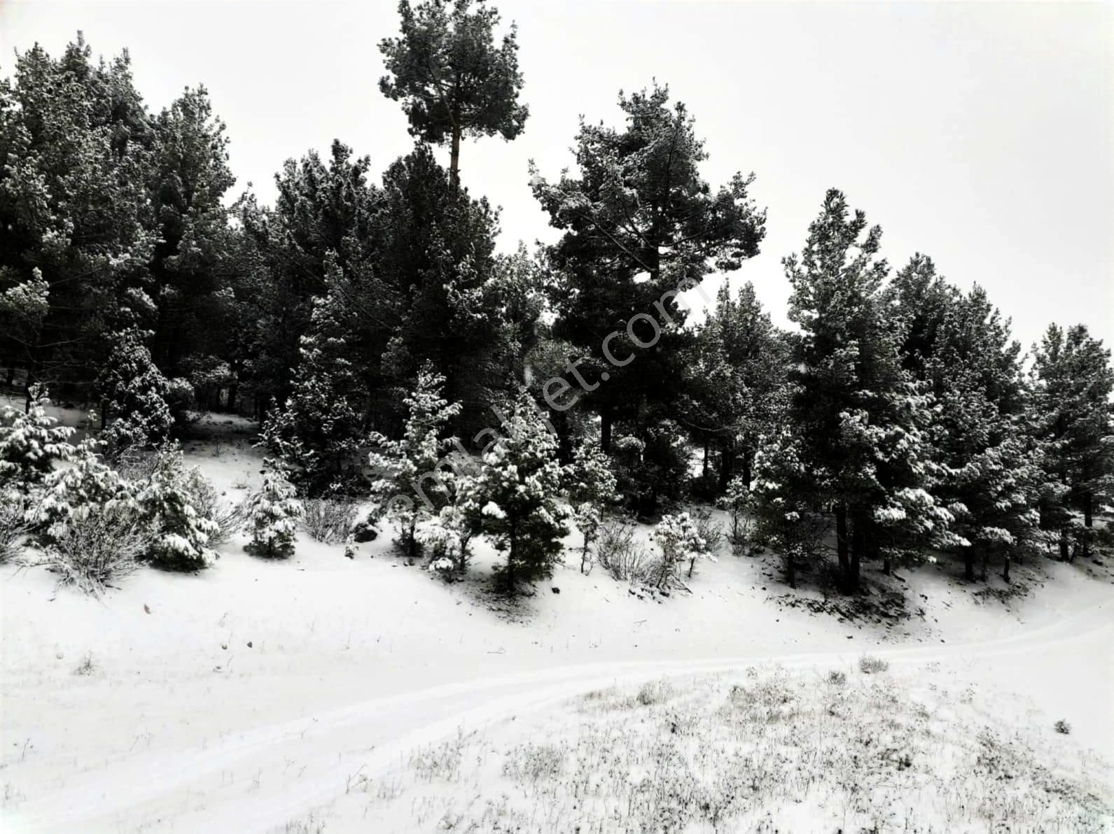 Kar Emlaktan Gökbez Yaylasında 10 Dönüm Satılık Tarla - Görsel 15