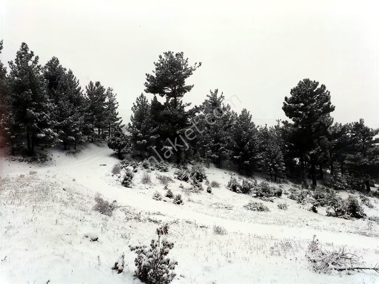 Kar Emlaktan Gökbez Yaylasında 10 Dönüm Satılık Tarla - Görsel 16