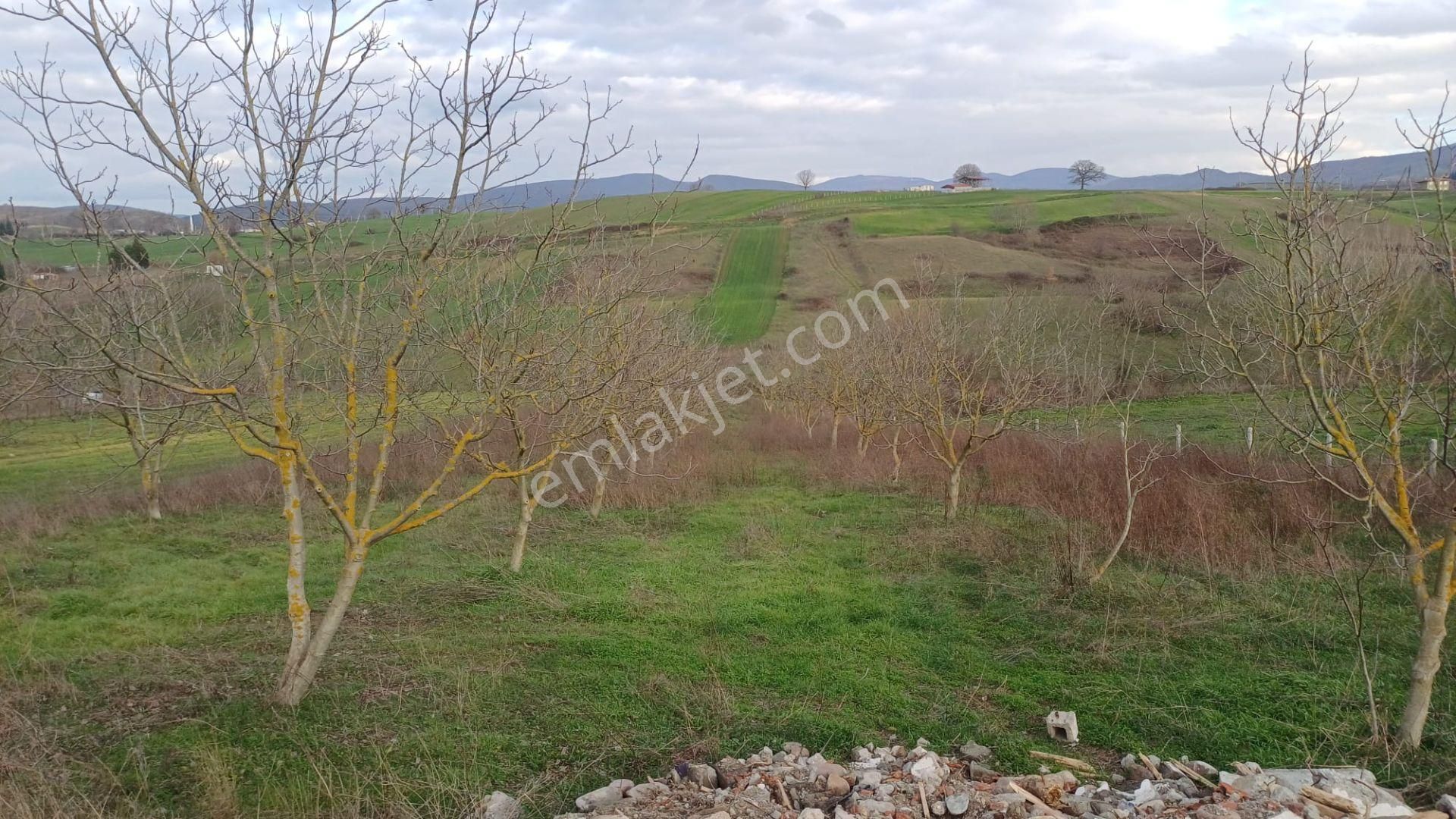 Kocaeli Karamürsel Hayriye Satılık Tarla 9956 M2 - Görsel 4