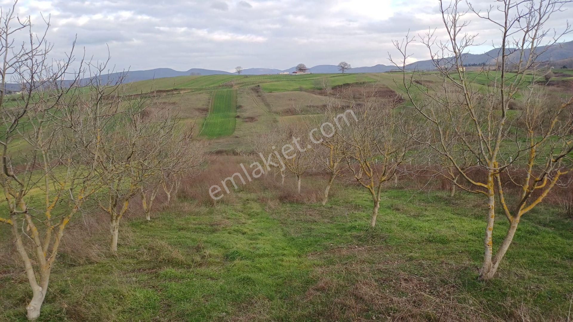 Kocaeli Karamürsel Hayriye Satılık Tarla 9956 M2