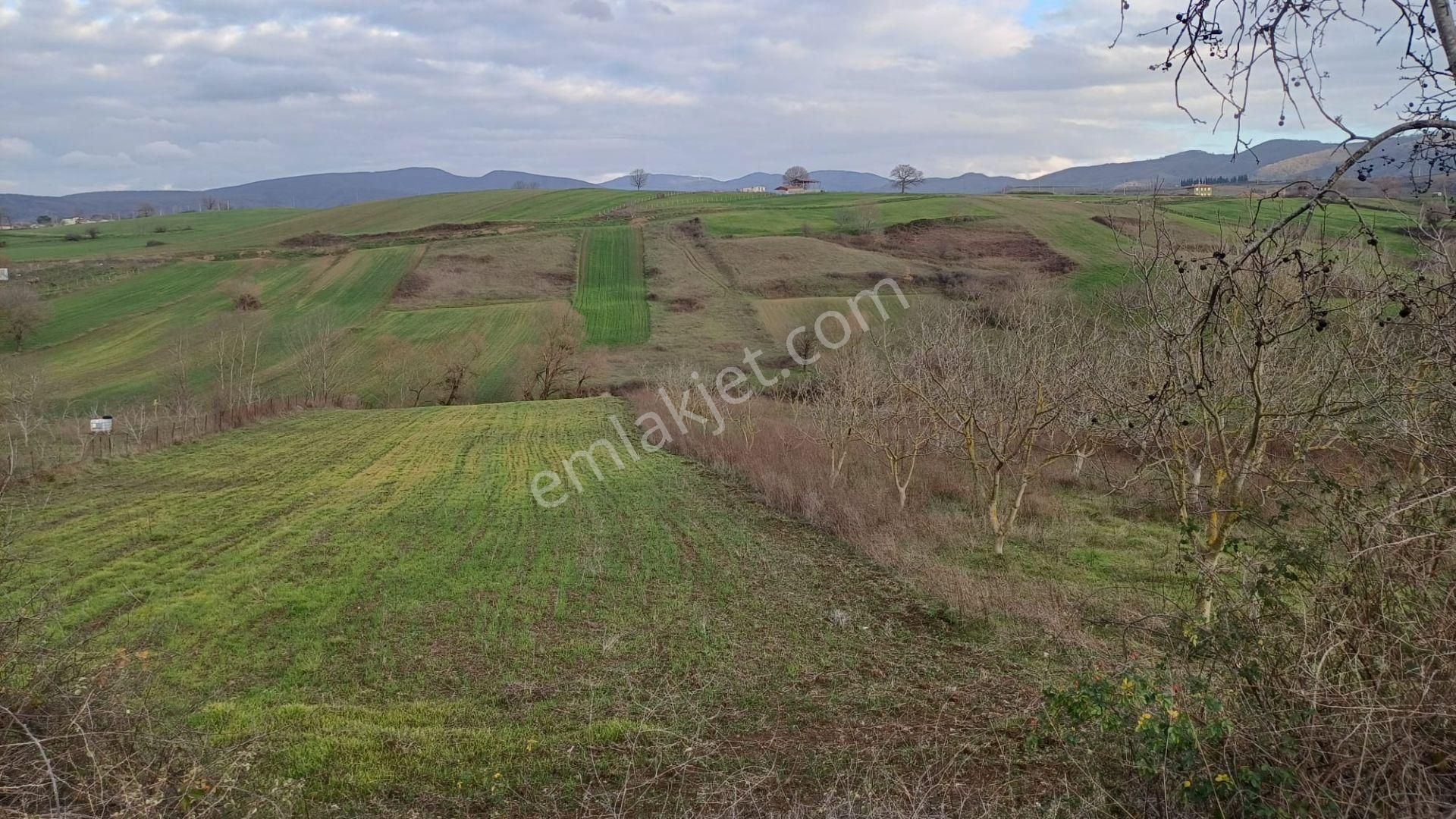 Kocaeli Karamürsel Hayriye Satılık Tarla 9956 M2 - Görsel 6