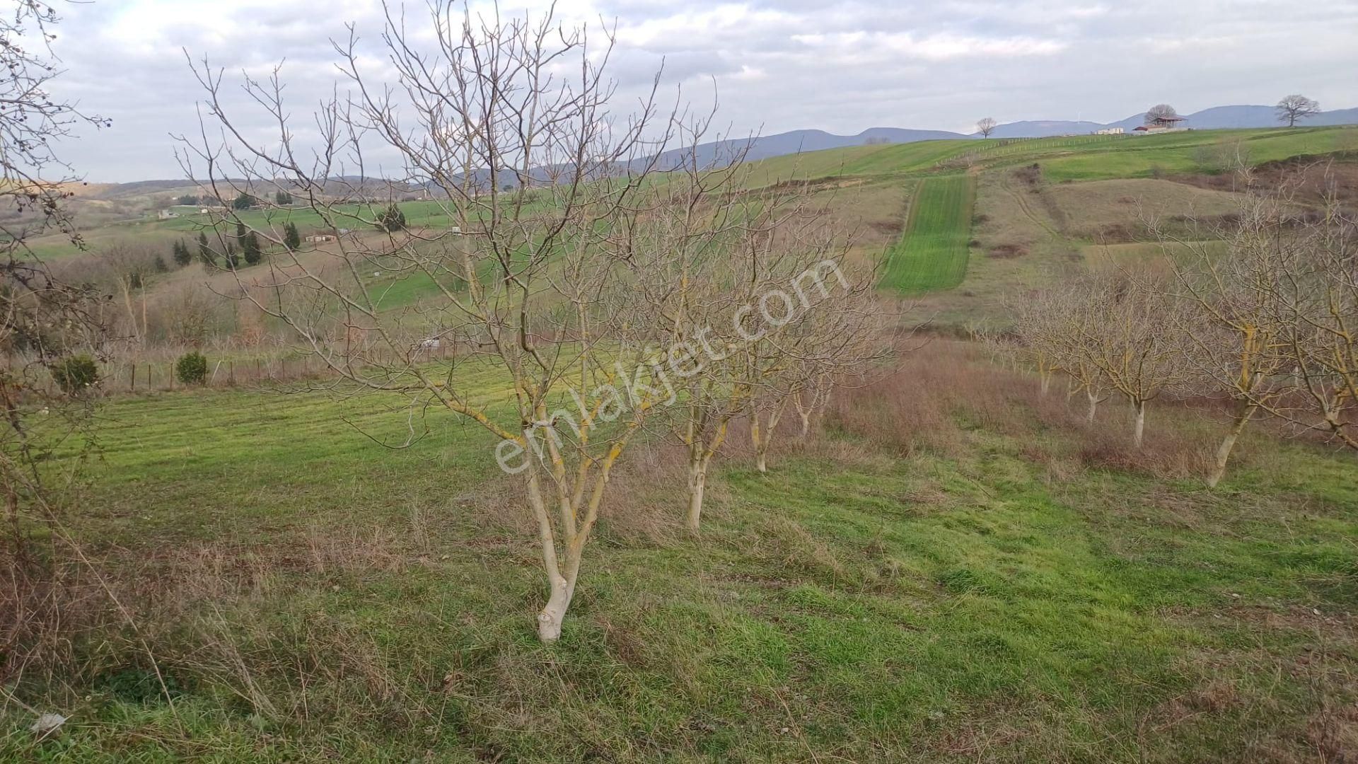 Kocaeli Karamürsel Hayriye Satılık Tarla 9956 M2 - Görsel 8