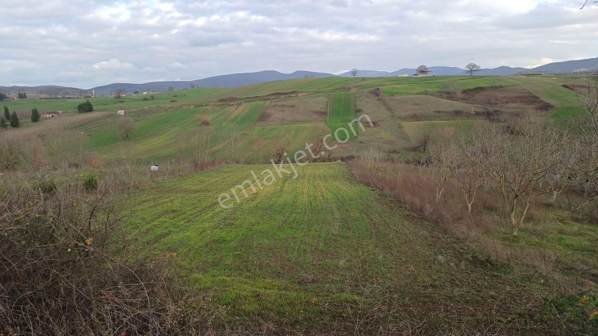 Kocaeli Karamürsel Hayriye Satılık Tarla 9956 M2 - Görsel 3