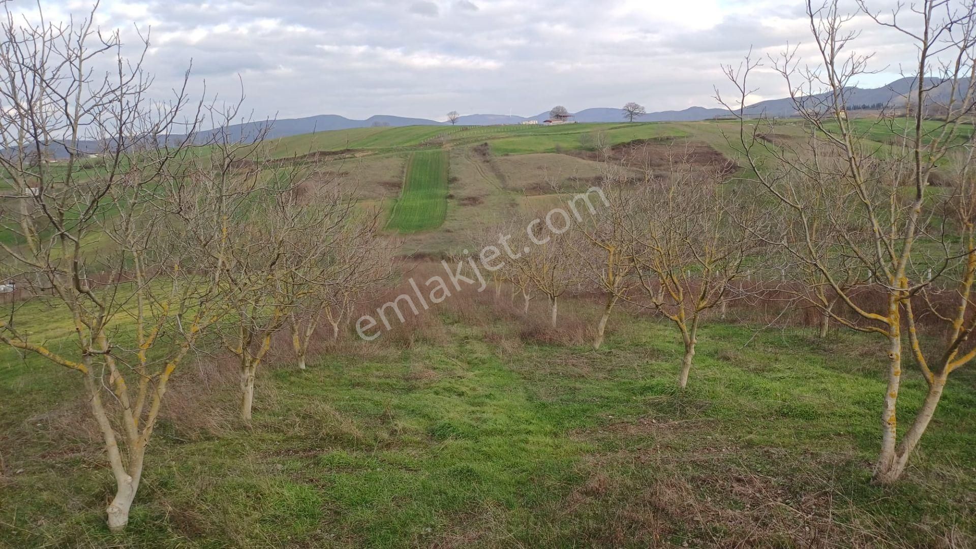 Kocaeli Karamürsel Hayriye Satılık Tarla 9956 M2 - Görsel 7