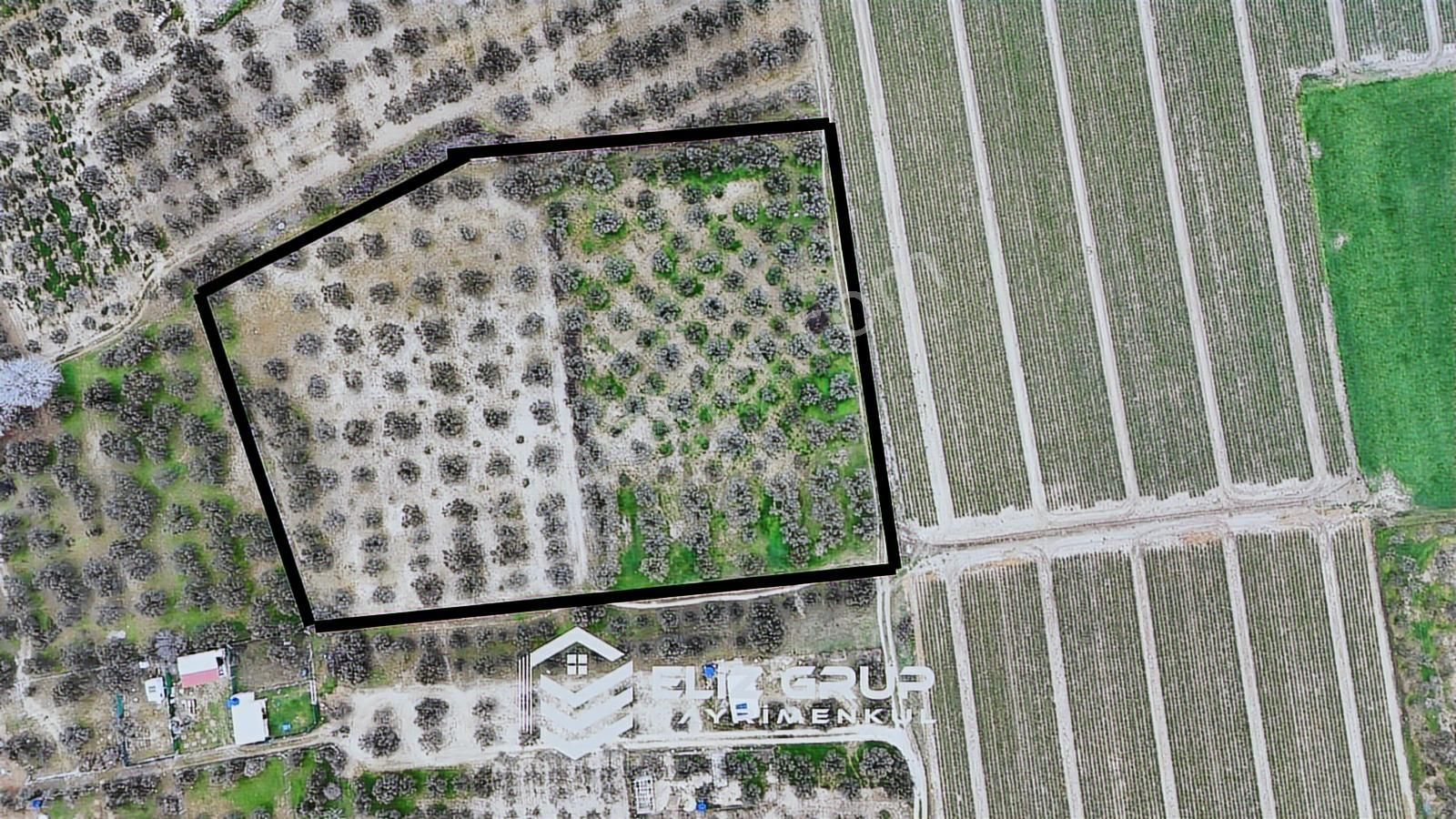 Foça Gerenköy'de 424 M2 Paylı Mülkiyeti Yapılmış Zeytinlik Bahçe - Görsel 5