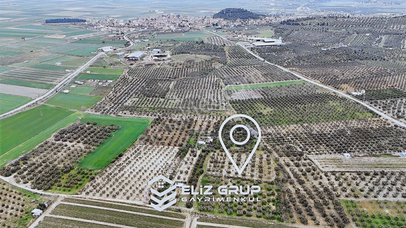 Foça Gerenköy'de 424 M2 Paylı Mülkiyeti Yapılmış Zeytinlik Bahçe - Görsel 6